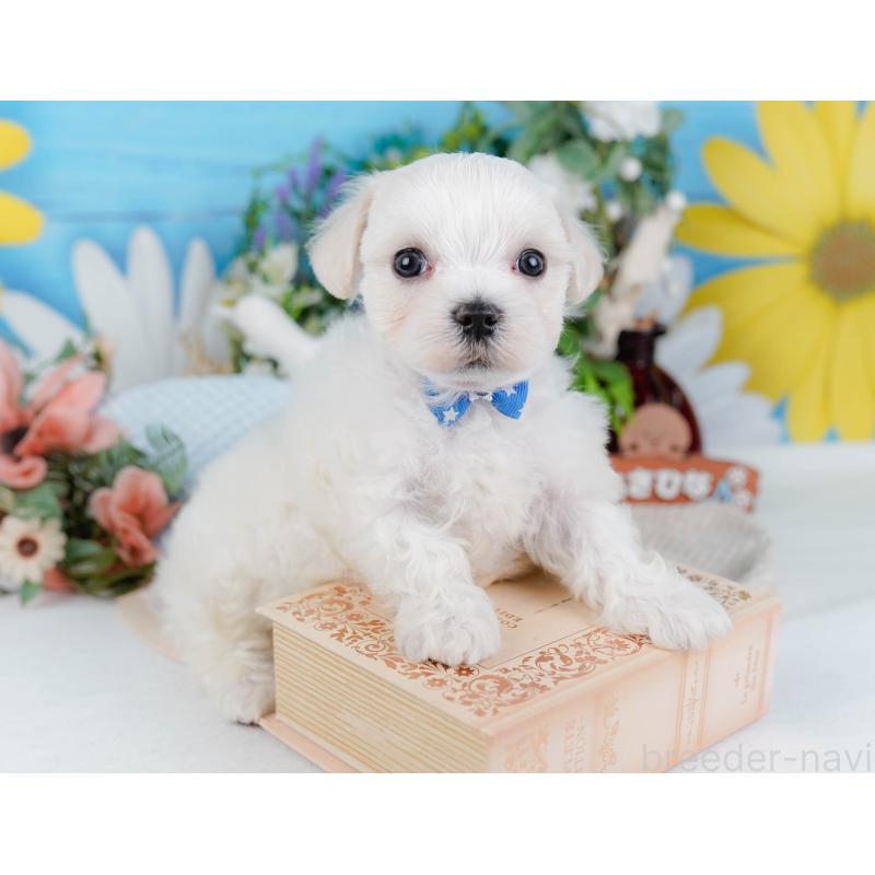 販売中の神奈川県のマルチーズ-431517の8枚目