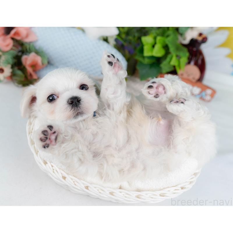 販売中の神奈川県のマルチーズ-431517の7枚目