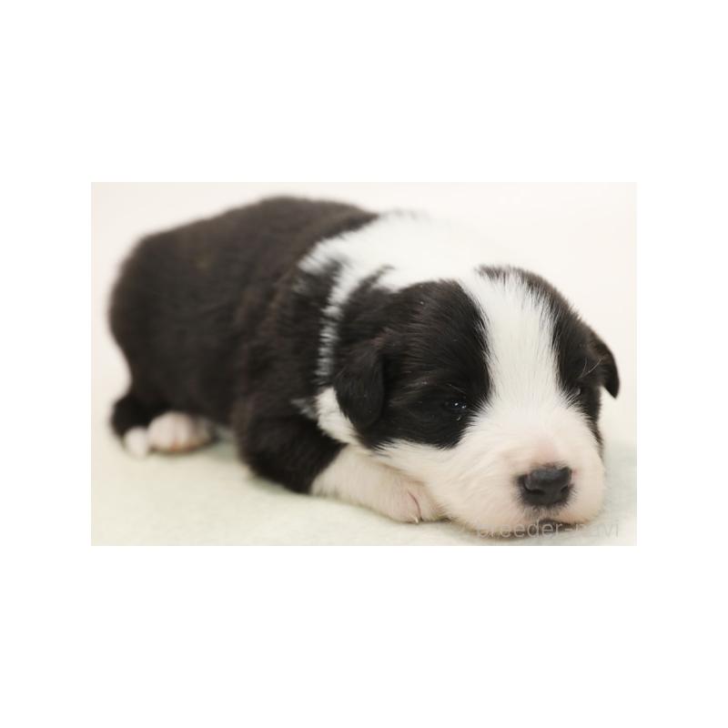 販売中の神奈川県のボーダーコリー-431356の6枚目