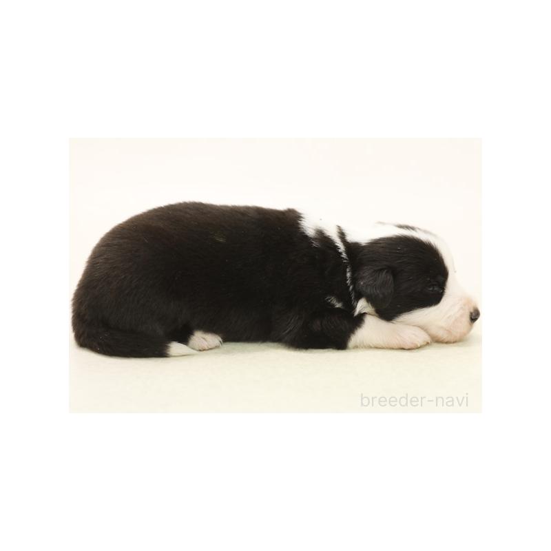 販売中の神奈川県のボーダーコリー-431356の4枚目