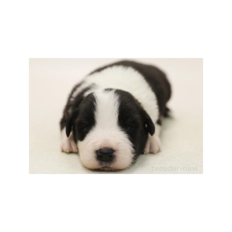 販売中の神奈川県のボーダーコリー-431356の3枚目