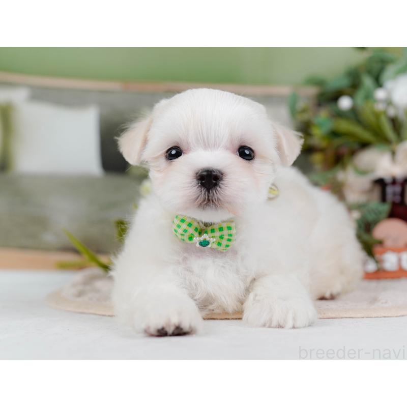 販売中の神奈川県のマルチーズ-431519の14枚目