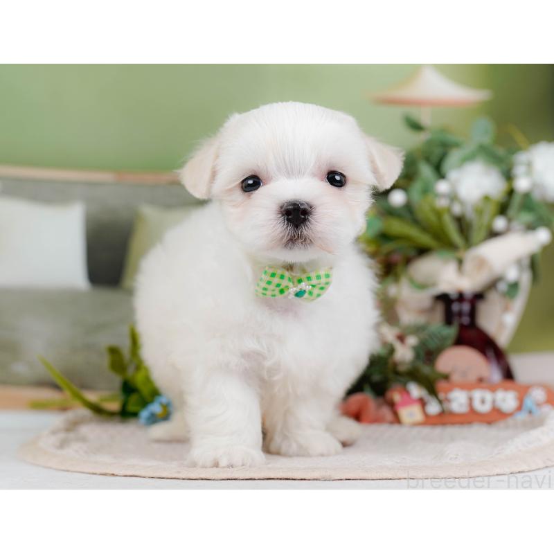 販売中の神奈川県のマルチーズ-431519の13枚目