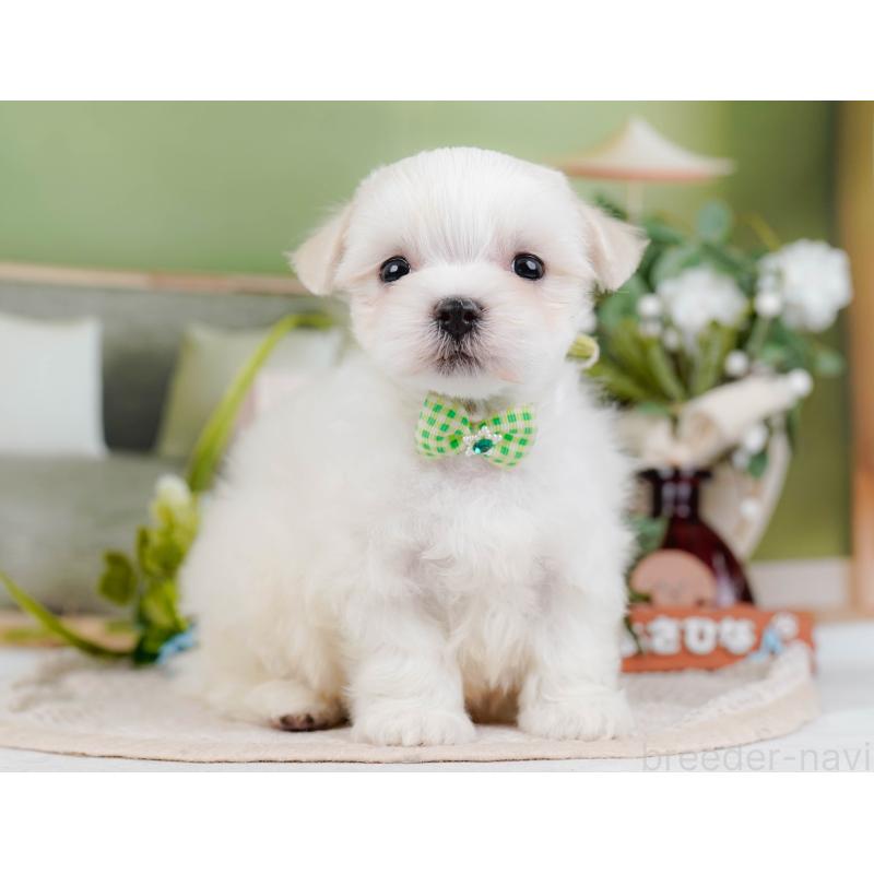 販売中の神奈川県のマルチーズ-431519の12枚目