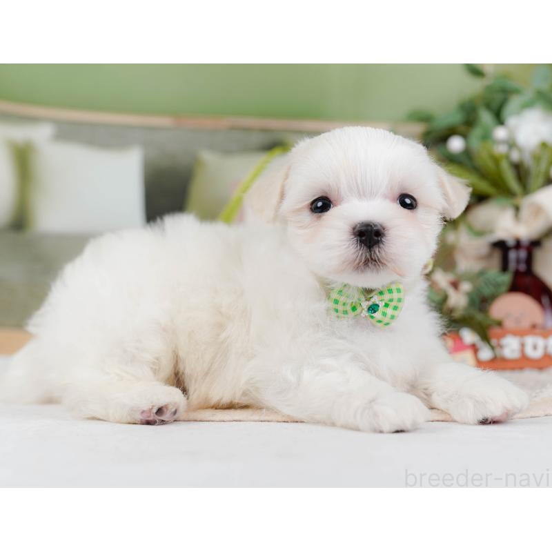 販売中の神奈川県のマルチーズ-431519の11枚目