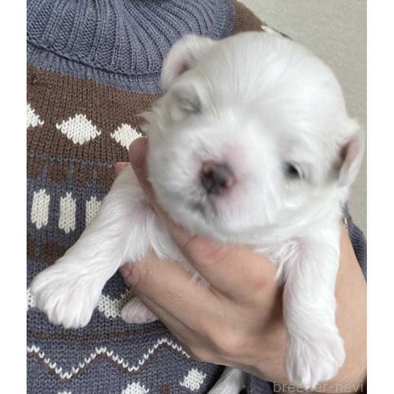 商談中の滋賀県のマルチーズ-430679の107枚目