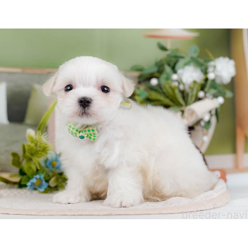 販売中の神奈川県のマルチーズ-431519の10枚目