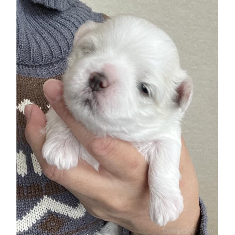 販売中の滋賀県のマルチーズ-430679