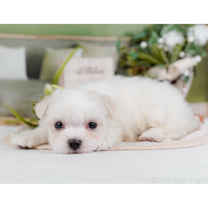 販売中の神奈川県のマルチーズ-431519の9枚目