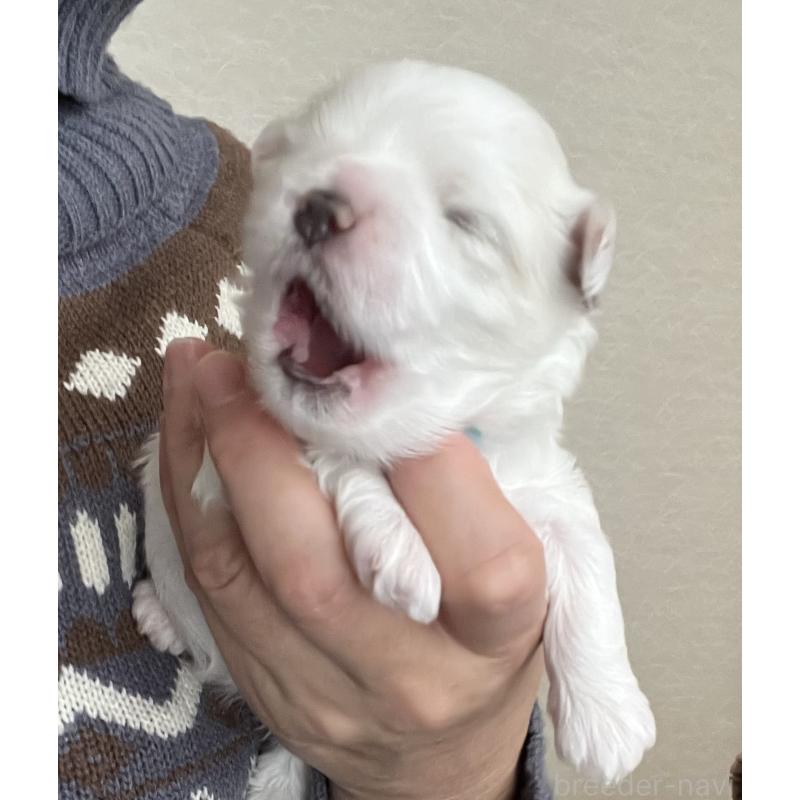 商談中の滋賀県のマルチーズ-430679の105枚目