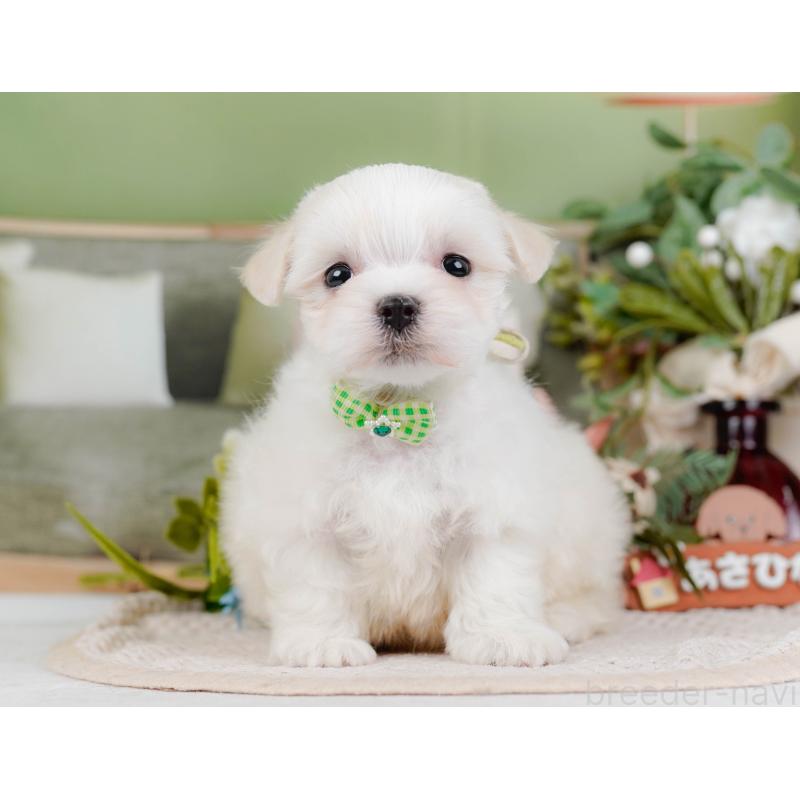 販売中の神奈川県のマルチーズ-431519の8枚目