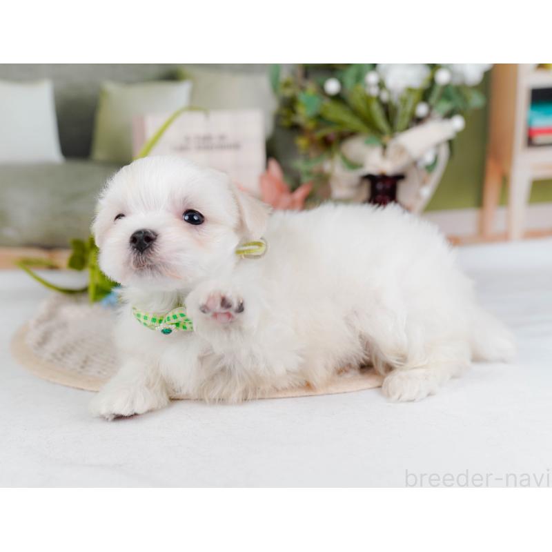 販売中の神奈川県のマルチーズ-431519の7枚目