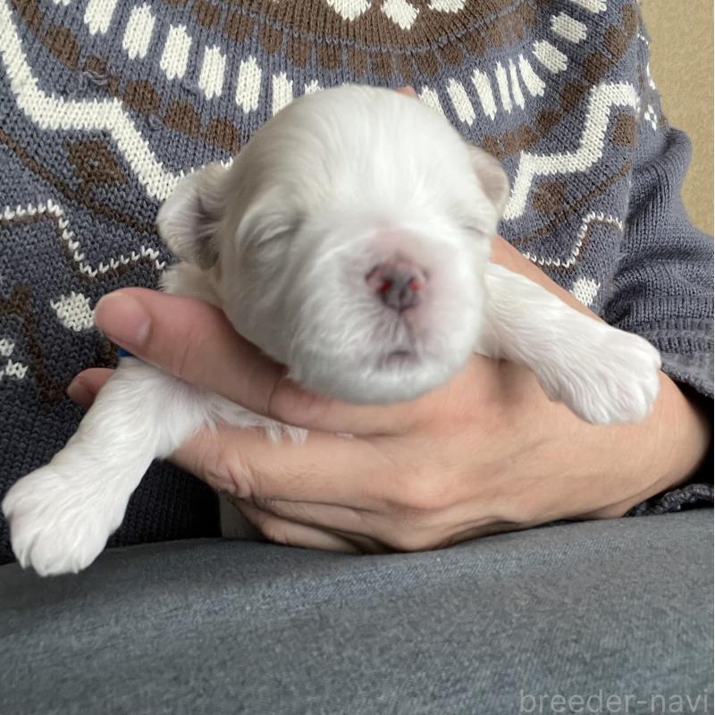 販売中の滋賀県のマルチーズ-430675の131枚目