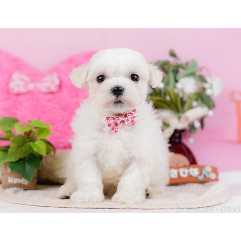 販売中の神奈川県のマルチーズ-431522の14枚目