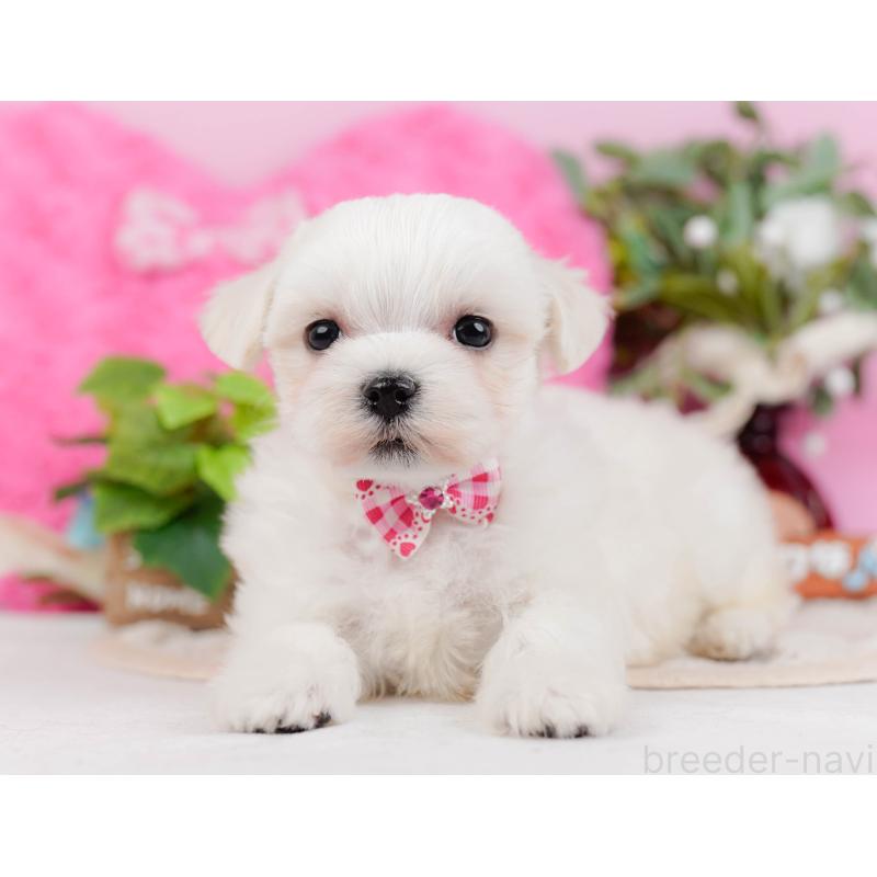 販売中の神奈川県のマルチーズ-431522の13枚目