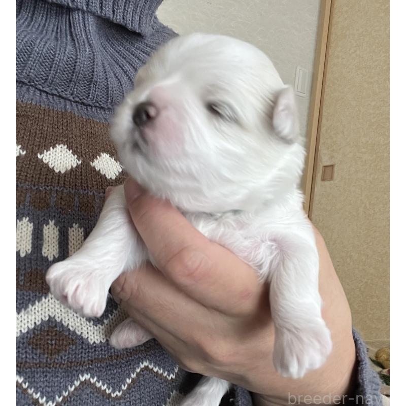 販売中の滋賀県のマルチーズ-430675