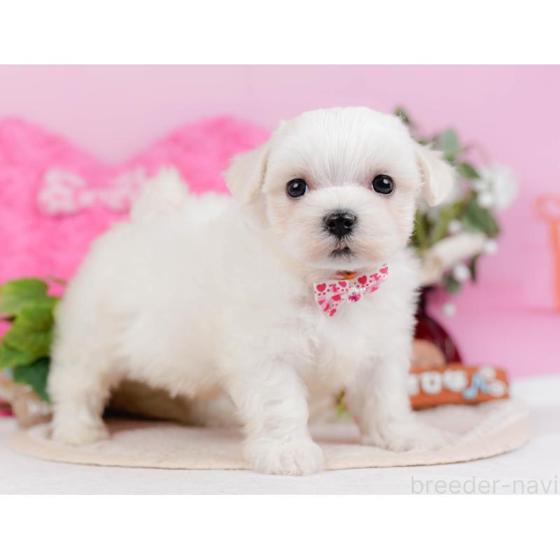 販売中の神奈川県のマルチーズ-431522の12枚目