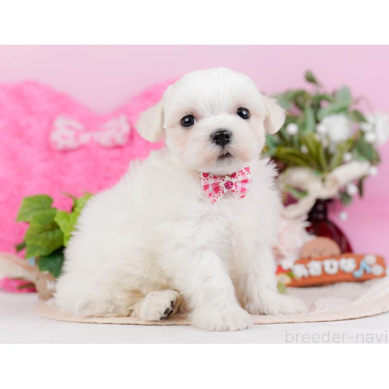 販売中の神奈川県のマルチーズ-431522の11枚目