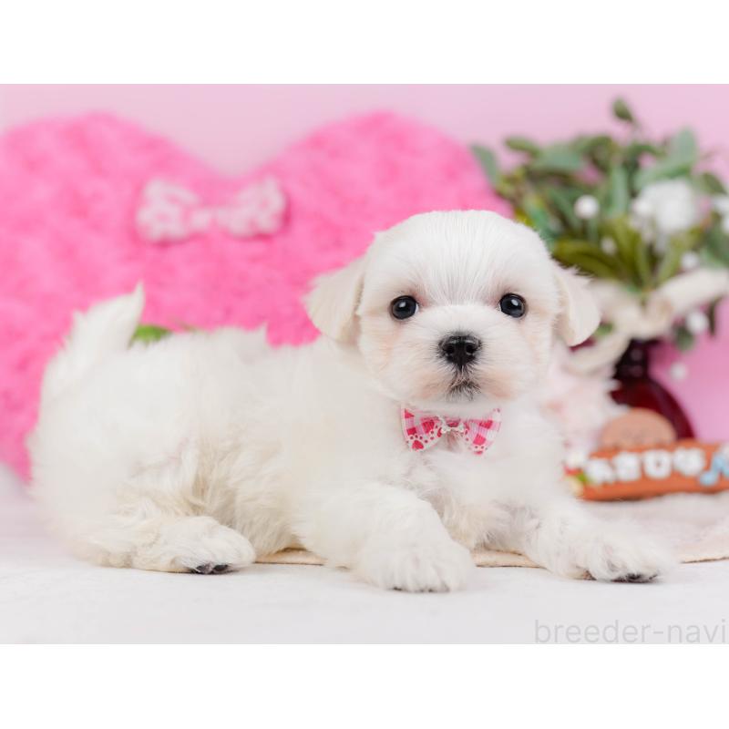 販売中の神奈川県のマルチーズ-431522の10枚目