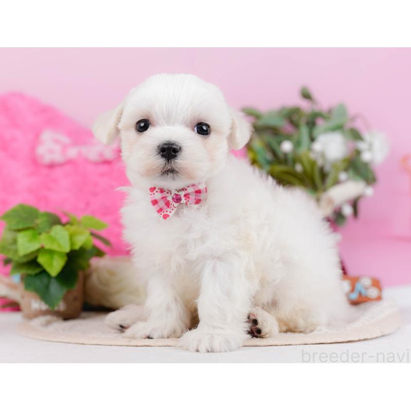 販売中の神奈川県のマルチーズ-431522の9枚目