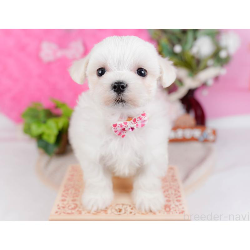 販売中の神奈川県のマルチーズ-431522の8枚目