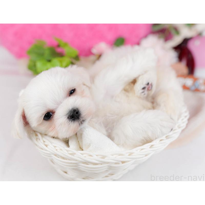 販売中の神奈川県のマルチーズ-431522の7枚目