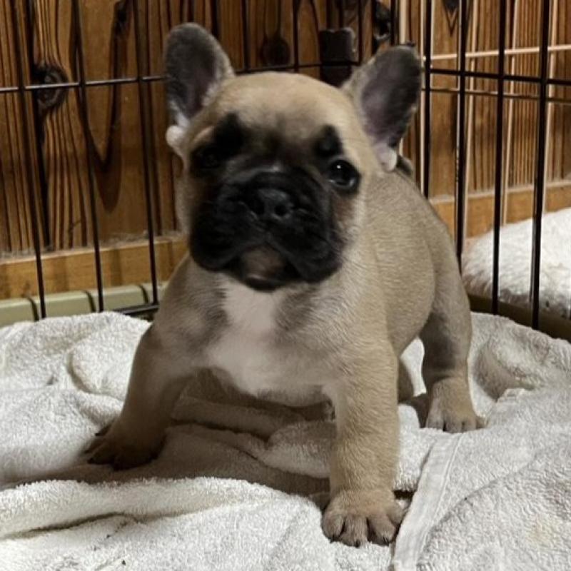 販売中の京都府のフレンチブルドッグ-431354の1枚目