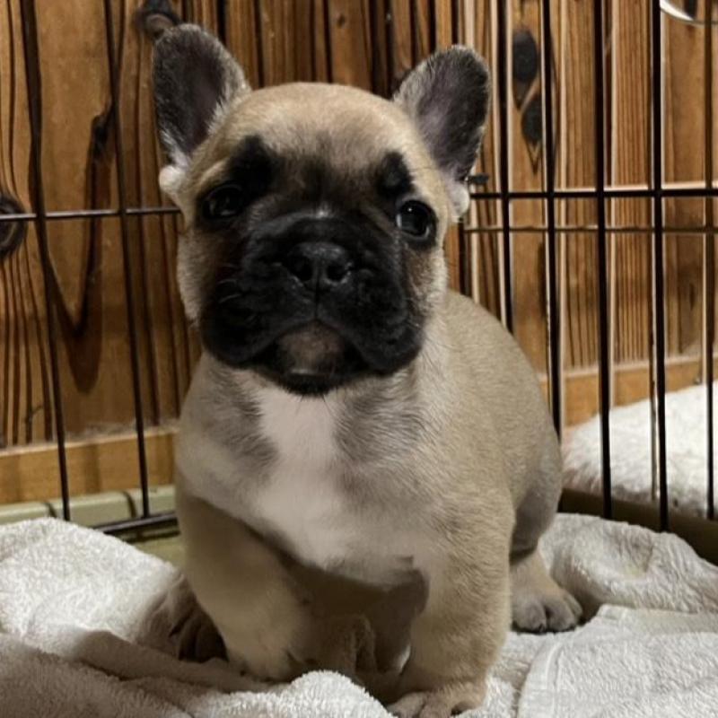 販売中の京都府のフレンチブルドッグ-431354の5枚目