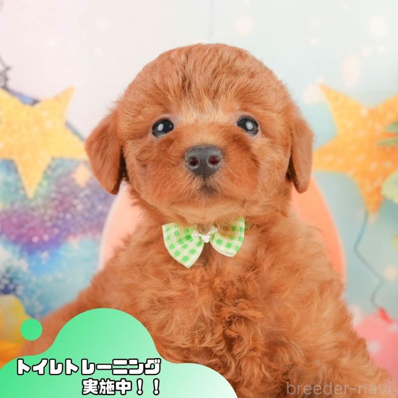 販売中の静岡県のトイプードル-431414