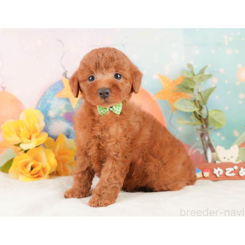 販売中の静岡県のトイプードル-431414の9枚目