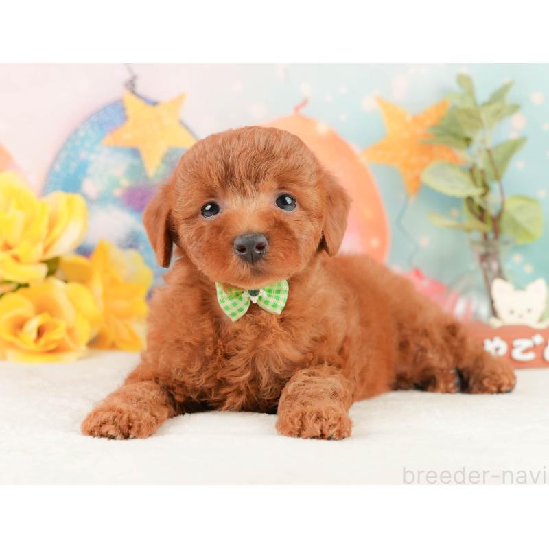 販売中の静岡県のトイプードル-431414の8枚目