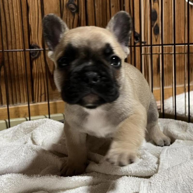 販売中の京都府のフレンチブルドッグ-431354の4枚目