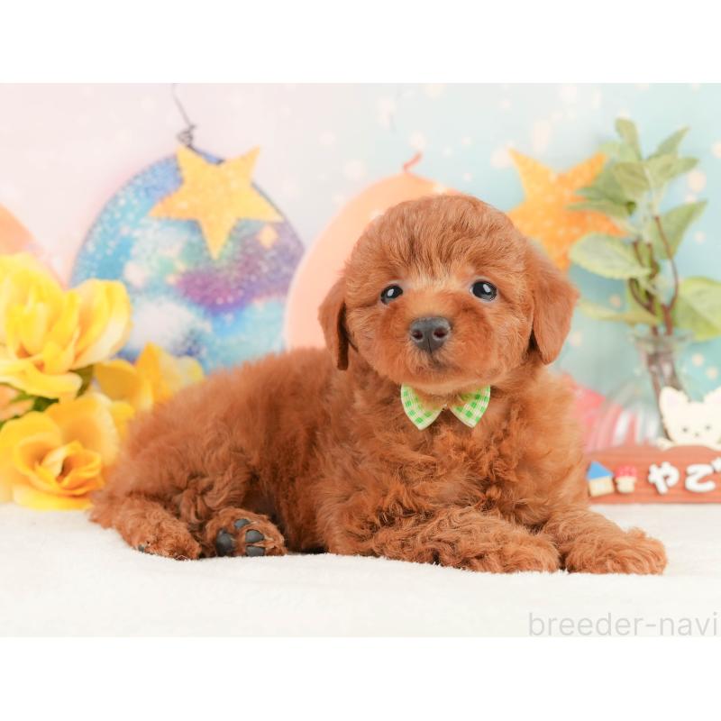 販売中の静岡県のトイプードル-431414の6枚目