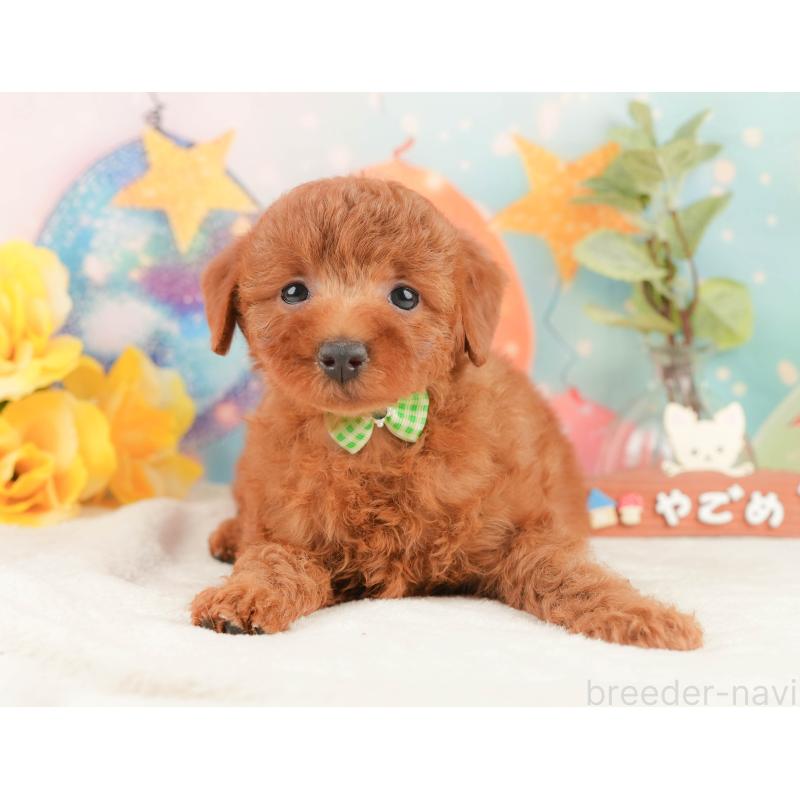 販売中の静岡県のトイプードル-431414の5枚目