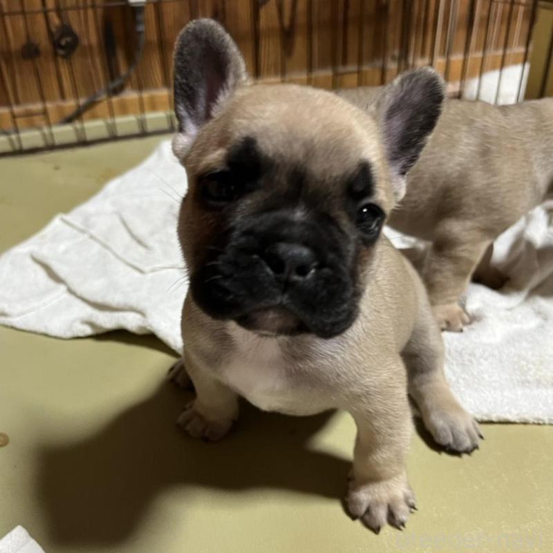販売中の京都府のフレンチブルドッグ-431354の3枚目