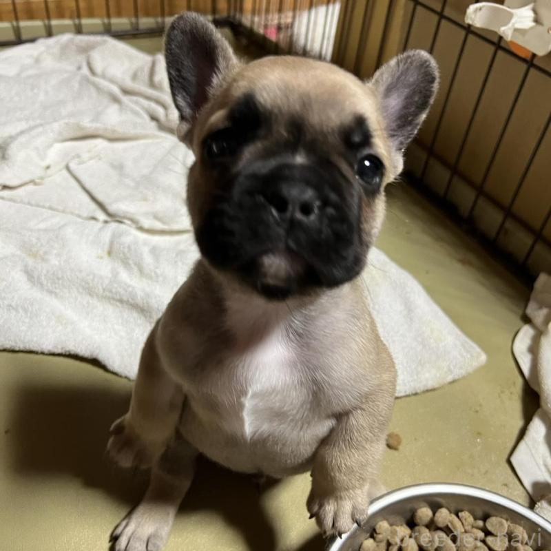 販売中の京都府のフレンチブルドッグ-431354の2枚目