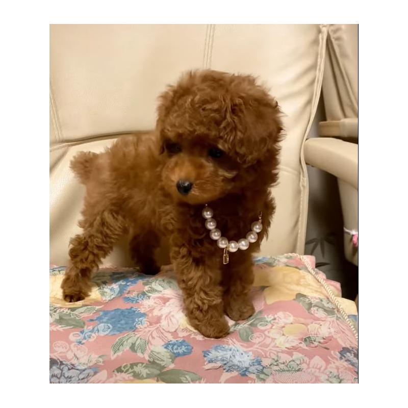 販売中の兵庫県のティーカッププードル-431355の3枚目