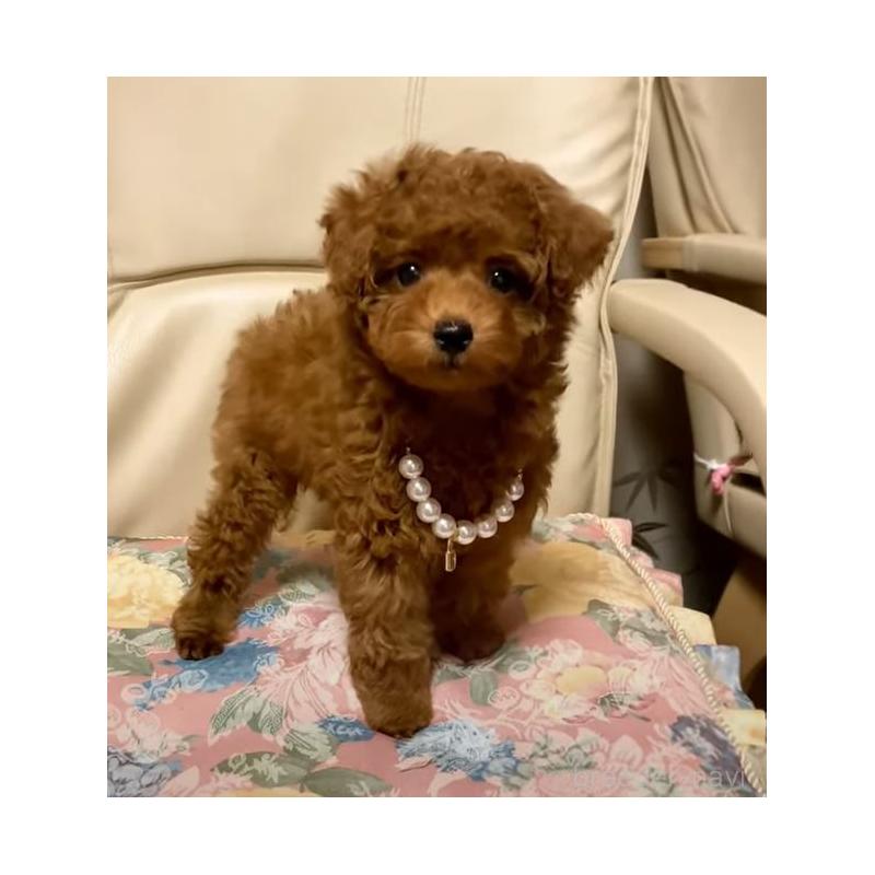 販売中ののティーカッププードル-431355