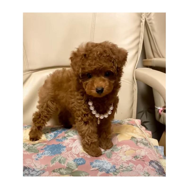 販売中の兵庫県のティーカッププードル-431355の2枚目