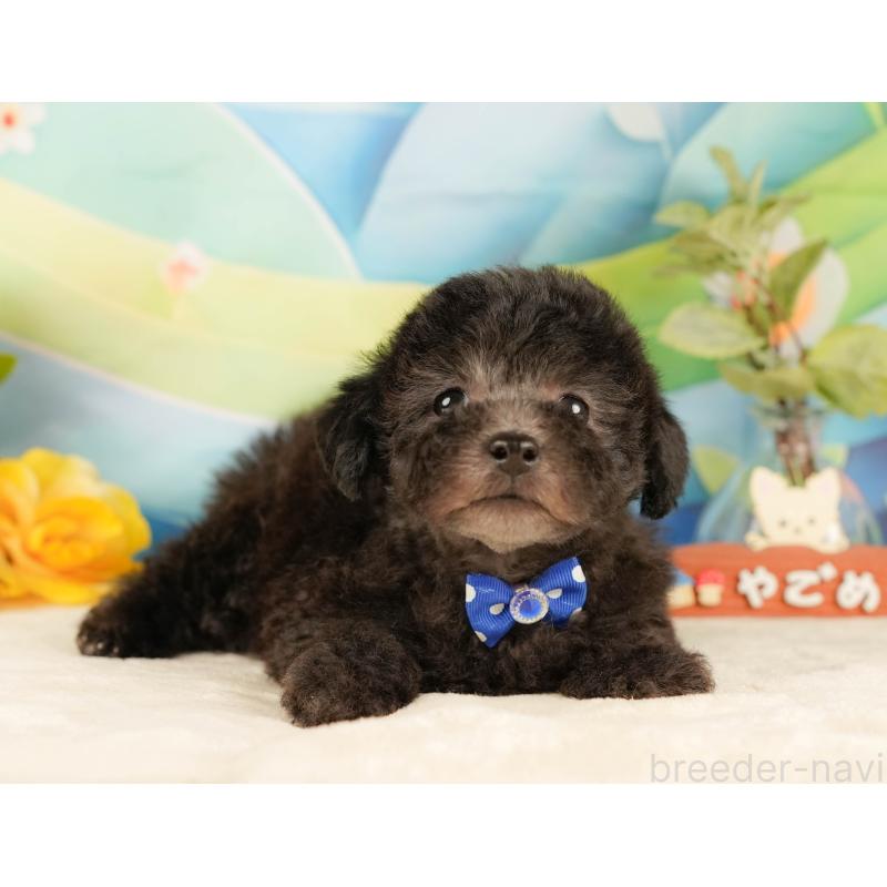 販売中の静岡県のトイプードル-431555の10枚目