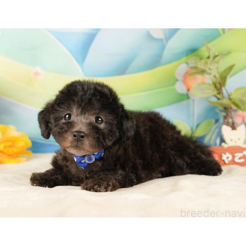 販売中の静岡県のトイプードル-431555の9枚目