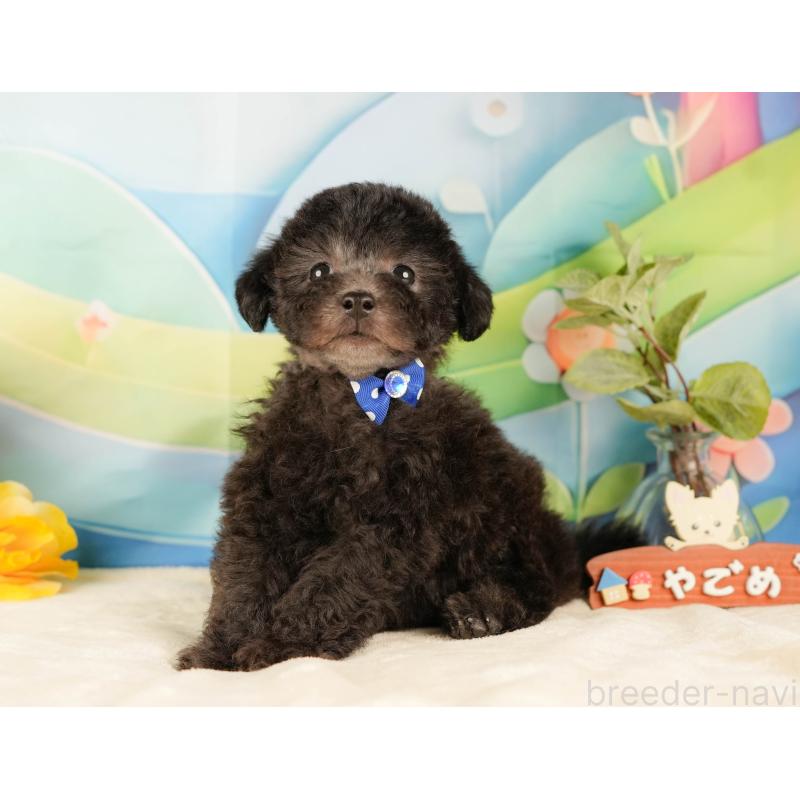 販売中の静岡県のトイプードル-431555の8枚目