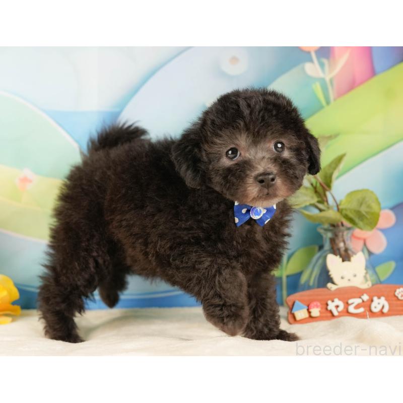 販売中の静岡県のトイプードル-431555の7枚目