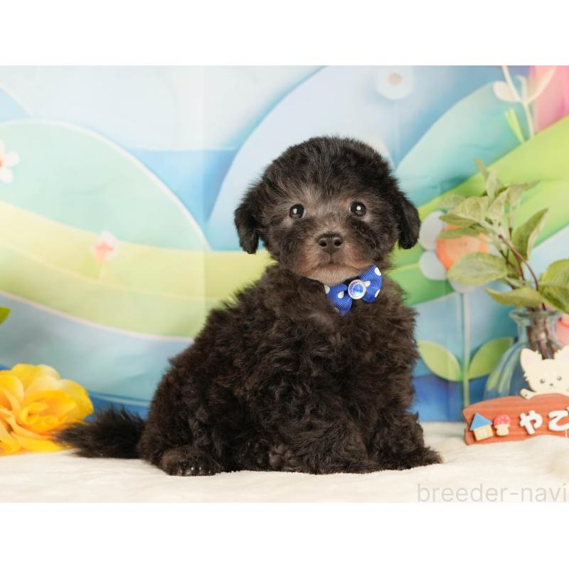 販売中の静岡県のトイプードル-431555の6枚目