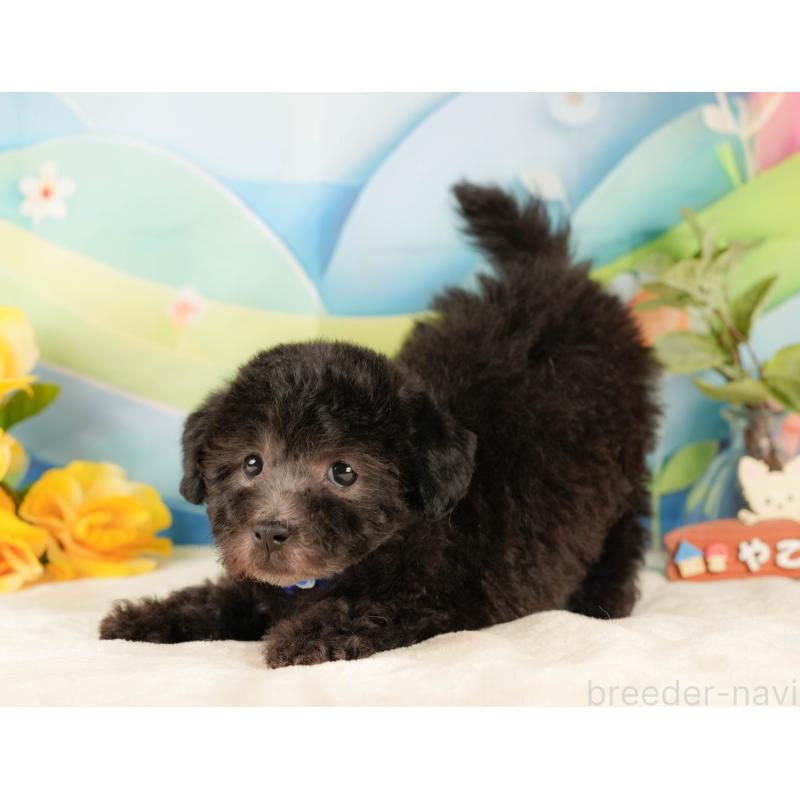 販売中の静岡県のトイプードル-431555の5枚目