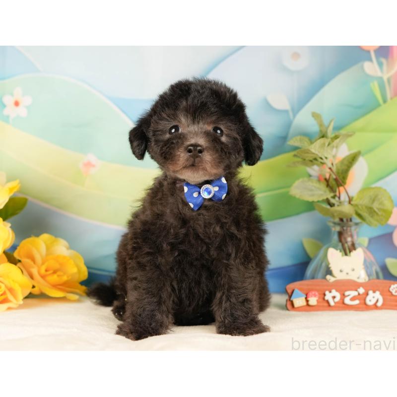 販売中の静岡県のトイプードル-431555の4枚目