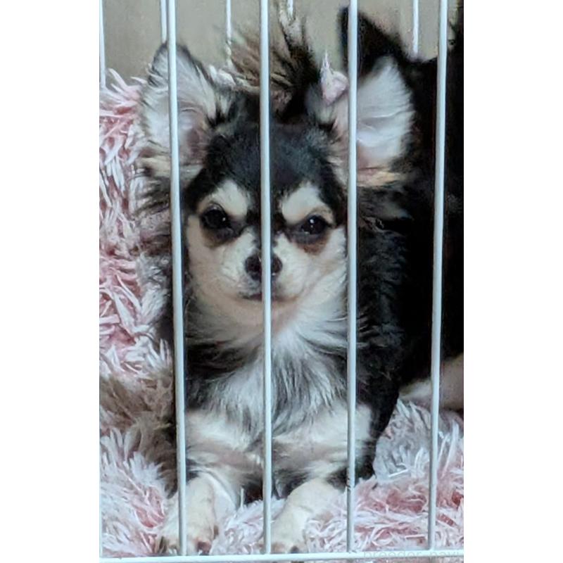 販売中の新潟県のチワワ(ロングコート)-431358の4枚目