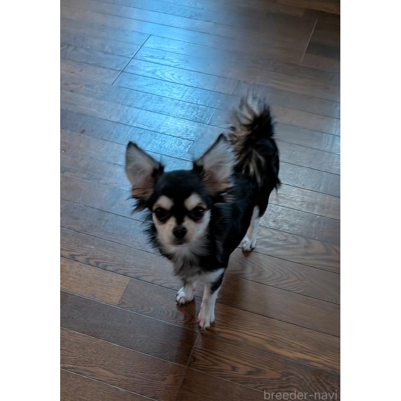 販売中の新潟県のチワワ(ロングコート)-431358の3枚目