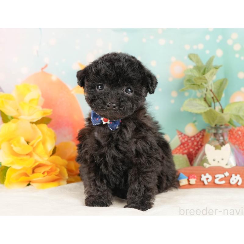 販売中の静岡県のトイプードル-431554の10枚目