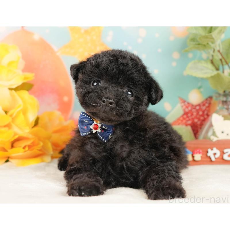 販売中の静岡県のトイプードル-431554の9枚目